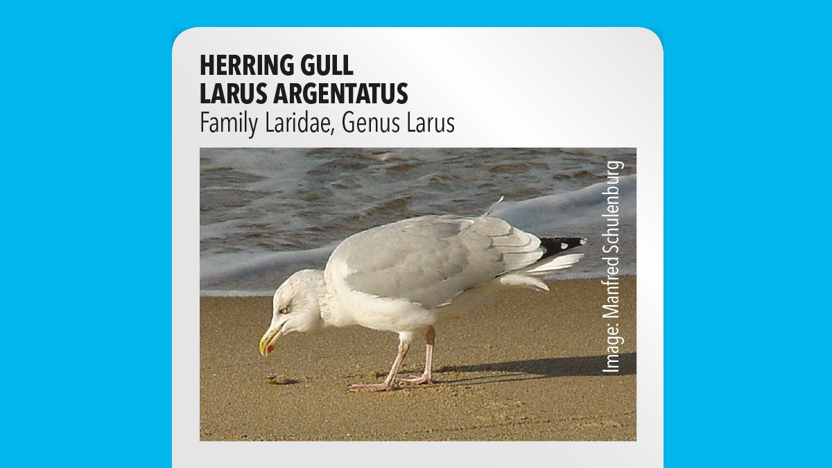 Herring gull Larus argentatus